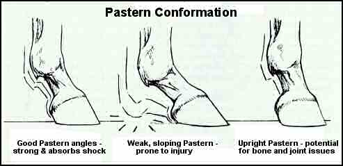 Pastern Conformation