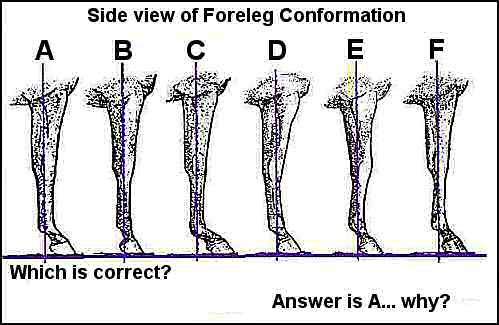 Foreleg Conformation