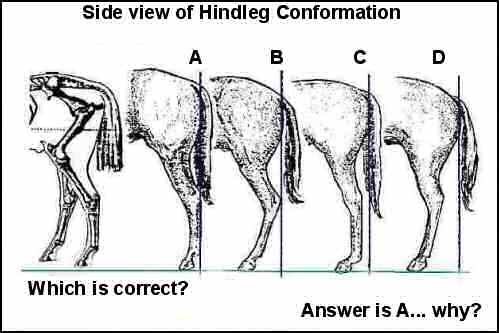 Hindleg Conformation