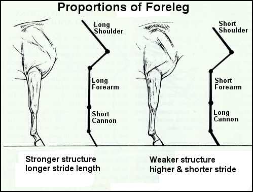 Foreleg Proportions